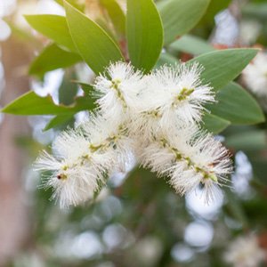 Cajeput Oil Manufacturers In India