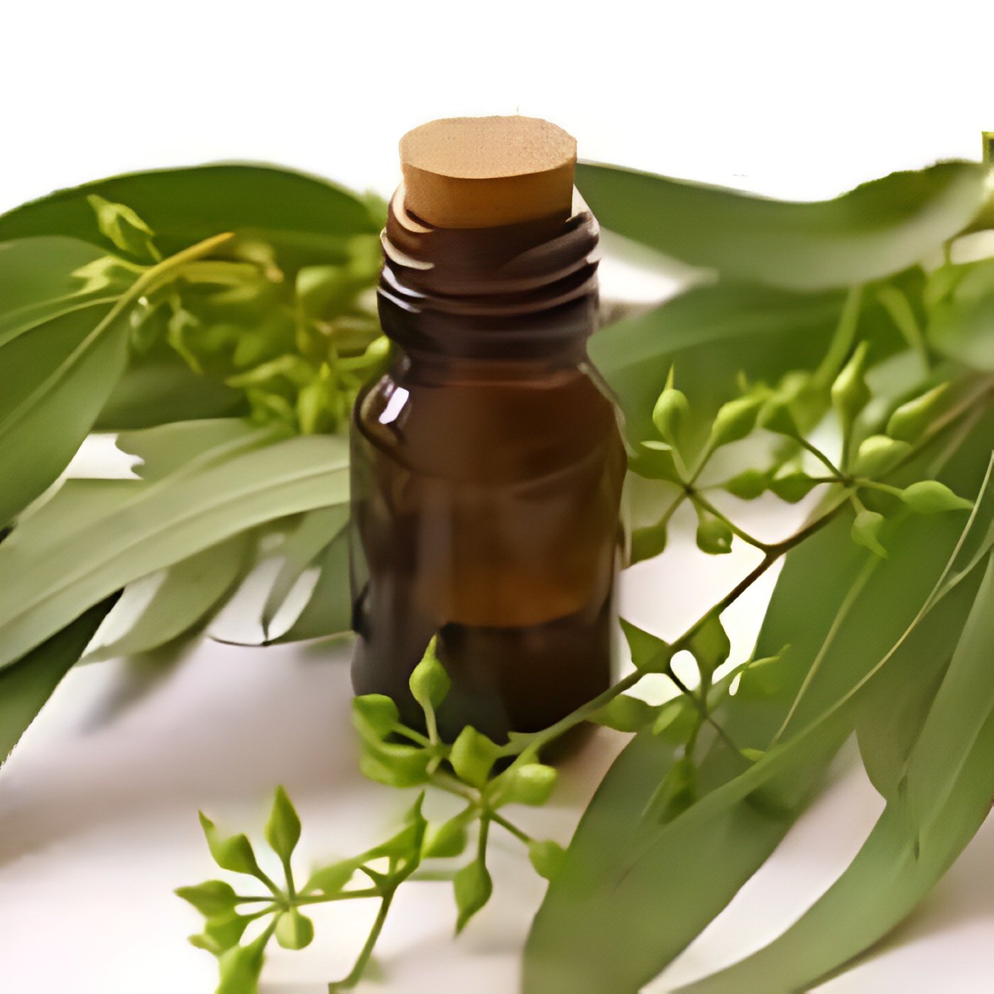 Eucalyptus Oil Globulous Manufacturers In India