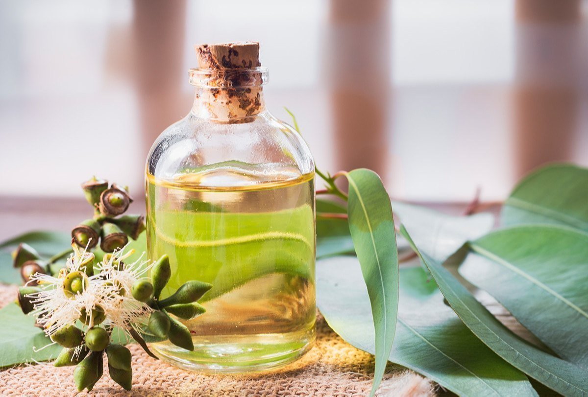 Eucalyptus Oil Manufacturers In India