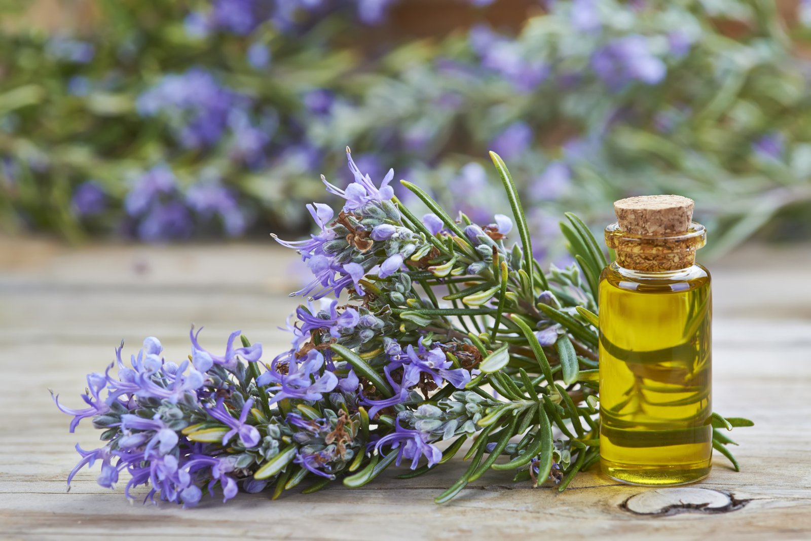 Rosemary  Oil Manufacturers In India