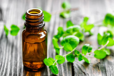 Spearmint Oil Manufacturers In India